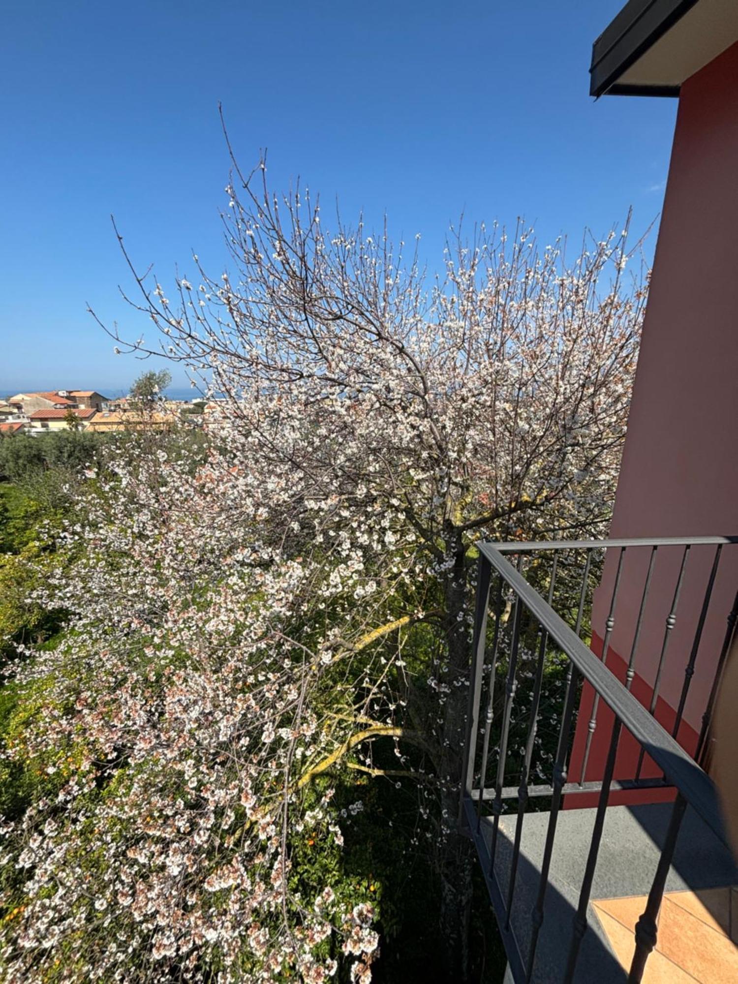 Intero Appartamento A Sant'Agnello , Le Ortensie Dış mekan fotoğraf